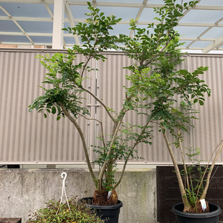 シマトネリコ　２m越え