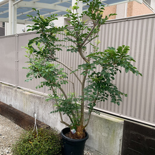 シマトネリコ 2m越え