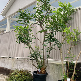 シマトネリコ　２m越え