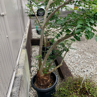 シマトネリコ　２m越え