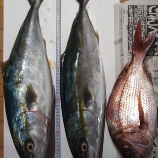 船釣り仲間募集中です