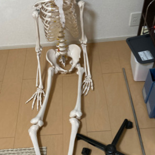 【ネット決済】骨格標本　人体サイズ