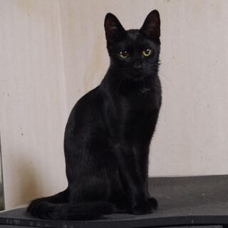 真っ黒猫、生後7か月、男の子