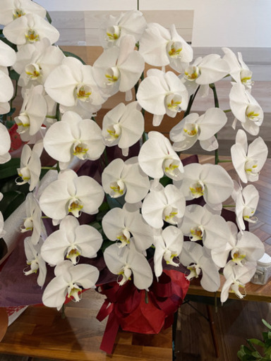 胡蝶蘭が12鉢あります ほしい方に差し上げます 胡蝶蘭 住吉町のその他の中古あげます 譲ります ジモティーで不用品の処分