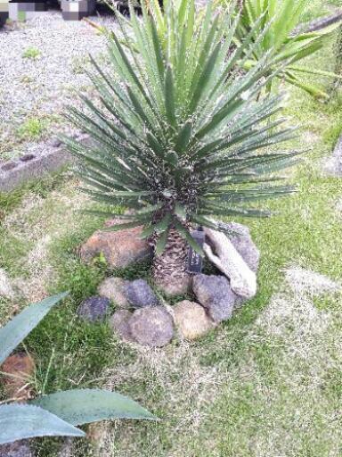 値下げしました 小売店の半額 ユッカ フィリフェラ 苗 植物 くまモン 御代志のその他の中古あげます 譲ります ジモティーで不用品の処分