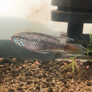 8/29発送まで　アピストグラマ　ロートカイル　サンガブリエル産　オス親とF1  20匹前後 8/29発送まで アピストグラマ ロートカイル サンガブリエル産 オス親と