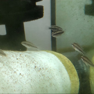 8/29発送まで　アピストグラマ　ロートカイル　サンガブリエル産　オス親とF1  20匹前後