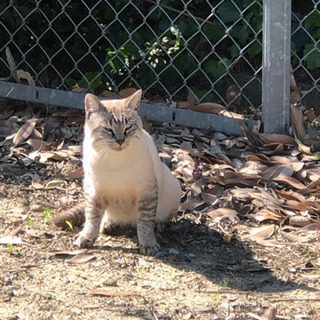 【里親決定しました】シャム猫ぽい　オス　4才ぐらい