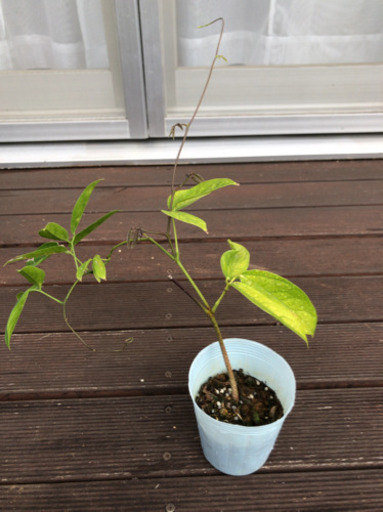 ヒスイカズラの苗 ぬうはパイン てだこ浦西のその他の中古あげます 譲ります ジモティーで不用品の処分 ヒスイカズラの苗 ぬうはパイン てだこ浦西のその他の中古あげます 譲ります ジモティーで不用品の処分