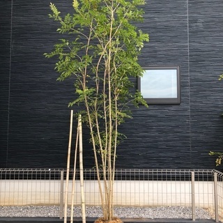 シマネトリコ　2m シンボルツリー