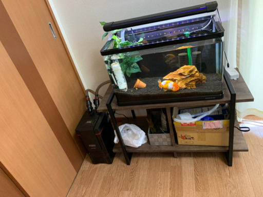 60cm曲げガラス水槽セット、値下げしました！