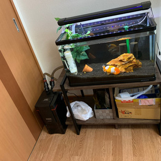 ニッソー ニッソー スティングレー600 LED熱帯魚セット