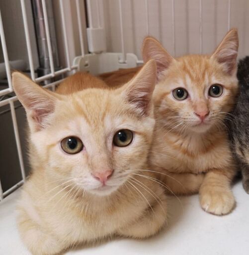 12月日 日 三鷹でクリスマス譲渡会 生後3ヶ月半の男の子兄弟 あまりにそっくりで見分けがつきません あなたは違いがわかりますか みたか123 三鷹の猫の里親募集 ジモティー