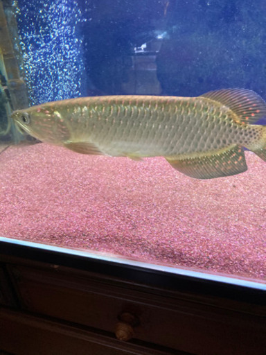 熱帯魚 アロワナ ノーザンバラムンディ