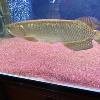 熱帯魚　アロワナ　ノーザンバラムンディ
