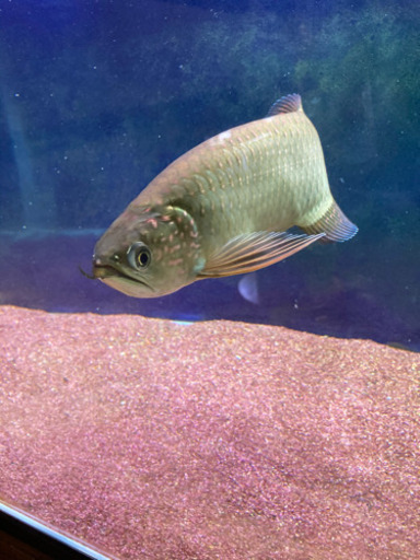 熱帯魚　アロワナ　ノーザンバラムンディ