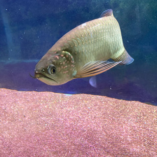 熱帯魚　アロワナ　ノーザンバラムンディ