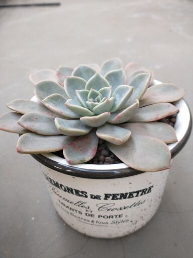 多肉植物ポット入り3 Zakka 千葉のその他の中古あげます 譲ります ジモティーで不用品の処分