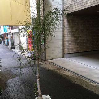 観葉植物　ミルクブッシュ　尺鉢