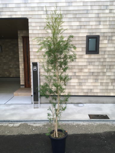 観葉植物　メラレウカRジェム