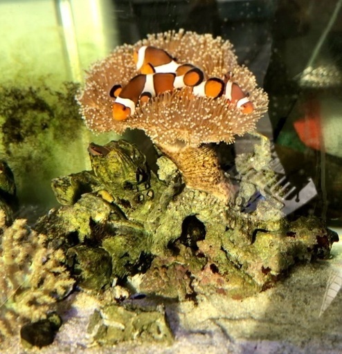 ウミキノコ クマノミ 3 たなか 府中のその他の中古あげます 譲ります ジモティーで不用品の処分