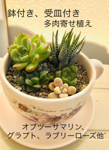 多肉植物の寄せ植え鉢付き受皿付きオブツーサハオルチアグラプトペタルム多肉植物 りり 星ヶ丘の子供用品の中古あげます 譲ります ジモティーで不用品の処分