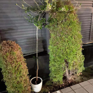 植物のお引き取りをお願いします