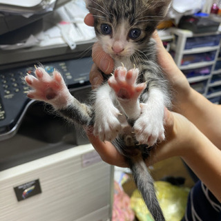 3匹決まってしまいました。一旦休止致します。 - 猫