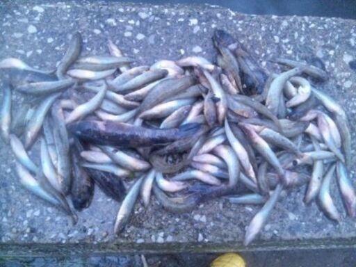 年越しそば用のおともにハゼ天はどうですか？美味ハゼの釣り体験 