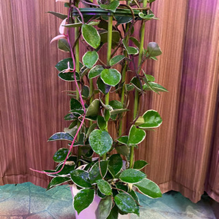 サクララン　ホヤ　タワー仕立て　観葉植物　約75cm