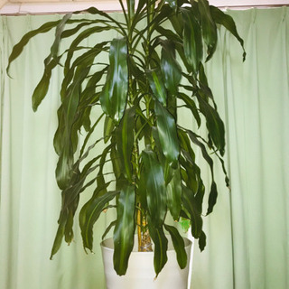 観葉植物　ドラセナ　高さ約180cm 大型サイズ