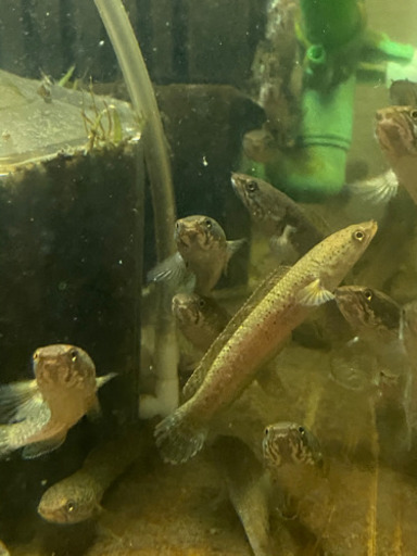 熱帯魚ドワーフスネークヘッドベビー Ma 北戸田の家具の中古あげます 譲ります ジモティーで不用品の処分