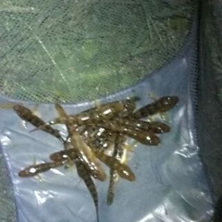 年越しそば用のおともにハゼ天はどうですか？美味ハゼの釣り体験 