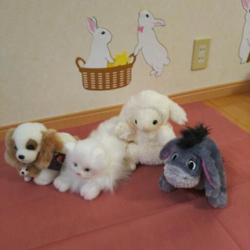 もふもふぬいぐるみ まきぶぅ 高山のおもちゃの中古あげます 譲ります ジモティーで不用品の処分 もふもふぬいぐるみ まきぶぅ 高山のおもちゃの中古あげます 譲ります ジモティーで不用品の処分