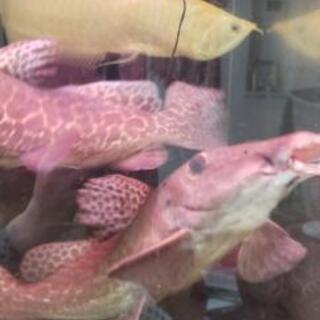 熱帯魚売ります‼️