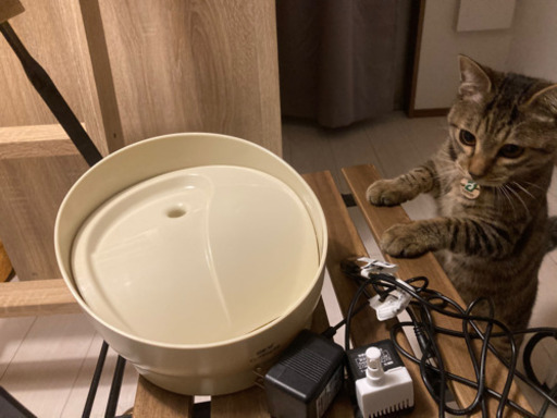 ペット猫用犬用自動給水器循環給水器 タマちゃん 渋谷の家具の中古あげます 譲ります ジモティーで不用品の処分