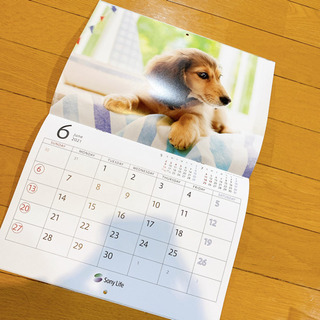 新品　犬のカレンダー 2021年　譲ります