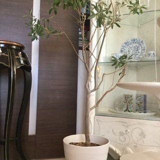オリーブの木8号鉢 140cm観葉植物