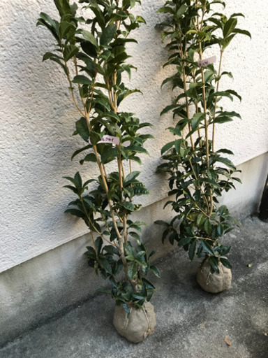 キンモクセイ金木犀苗苗木植木庭木約110cm 立派 てるてる 金剛のその他の中古あげます 譲ります ジモティーで不用品の処分