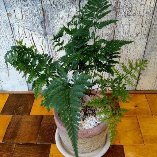 観葉植物 シダしのぶ受皿付 ゆっぴー 亀有のその他の中古あげます 譲ります ジモティーで不用品の処分