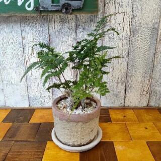 【ネット決済】【観葉植物】シダ　しのぶ　　受皿付