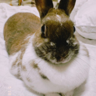 里親募集うさぎメス雑種 うー 大分のその他の里親募集 ジモティー