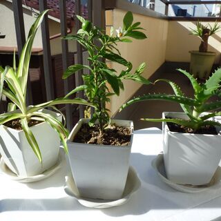 ★ミニ植木　３種類のセット（フユサンゴ、オリズルラン、キダチアロエ）　
