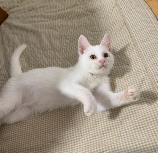 可愛い白猫オス2ヶ月 みーちゃん 福岡の猫の里親募集 ジモティー 可愛い白猫オス2ヶ月 みーちゃん 福岡の猫の里親募集 ジモティー