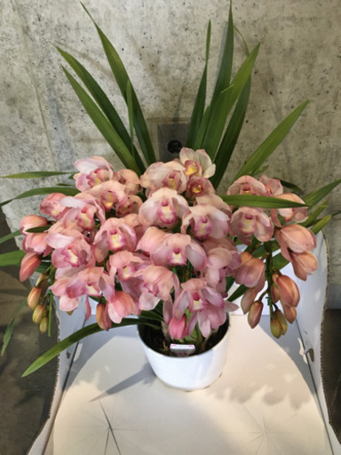 観葉植物　シンピジューム　ハレルヤ