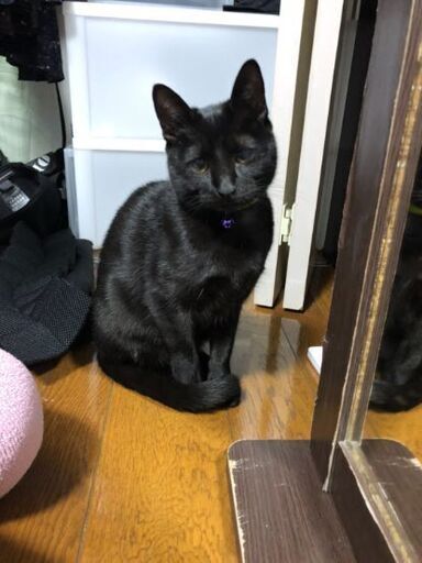 生後約8ヶ月甘えん防な黒猫ちゃん Yuki 北九州の猫の里親募集 ジモティー