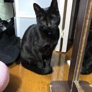 生後約8ヶ月甘えん防な黒猫ちゃん