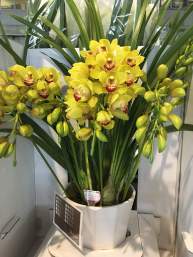 観葉植物　シンピジューム　ゴールドラッシュ