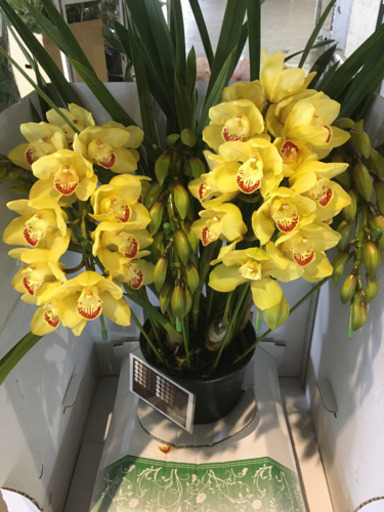 観葉植物 シンピジューム スカイミントパティ