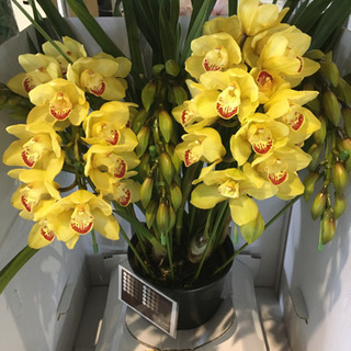 観葉植物　シンピジューム　スカイミントパティ